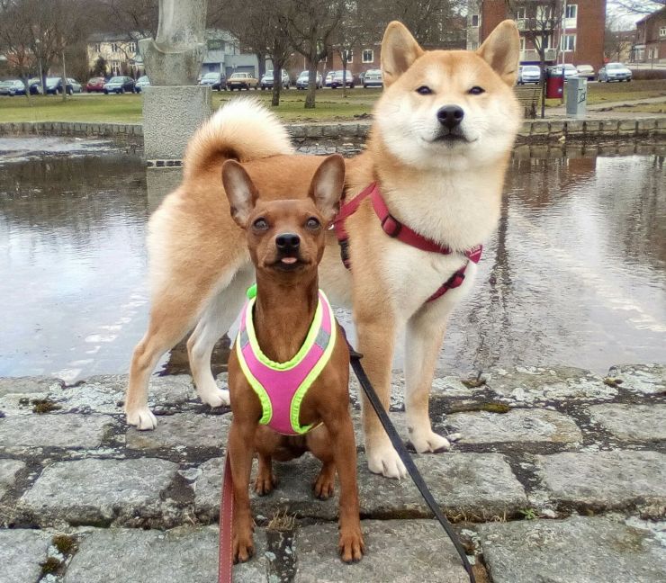 16991794_1220051551424023_5486455439058823205_o