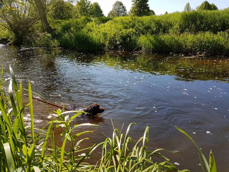 18664173_1309056242523553_6738716026220809649_n