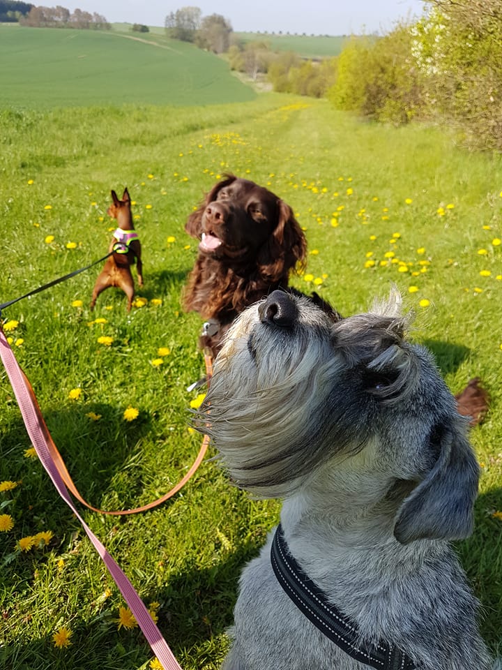 18425544_1299846763444501_8454887597705502240_n